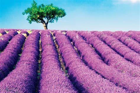 Provence anlamı
